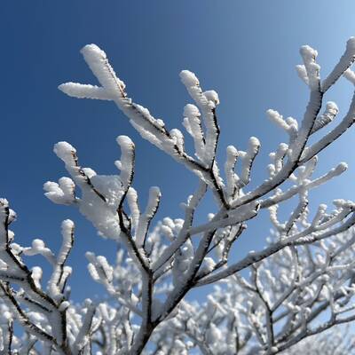 青空に樹氷が美しい。