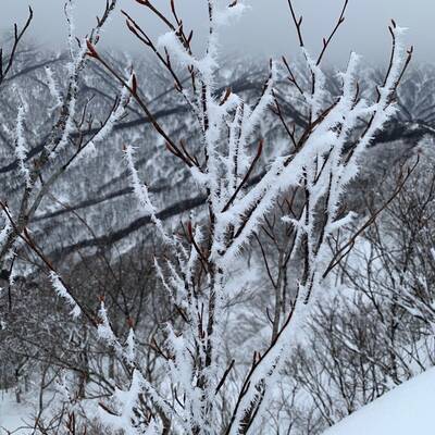 白く細い綿毛の様な霧氷のついた木々。