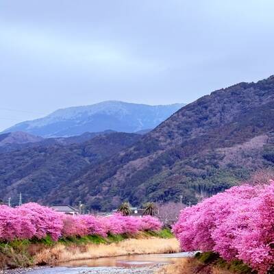 河津桜