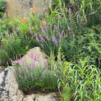 近寄れない滝の横に花。コオニユリ？ ミソハギ？