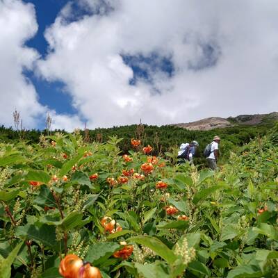室堂から御前峰へ。クルマユリが咲き誇る登山道。