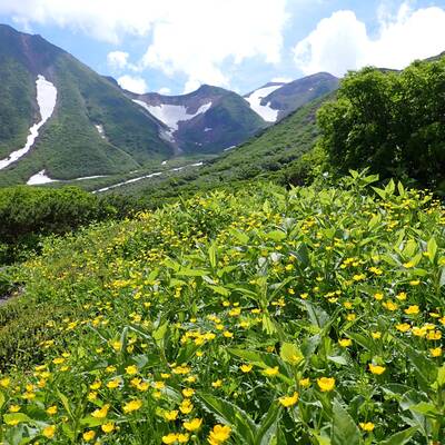ミヤマキンポウゲが咲くお花松原からの白山。
