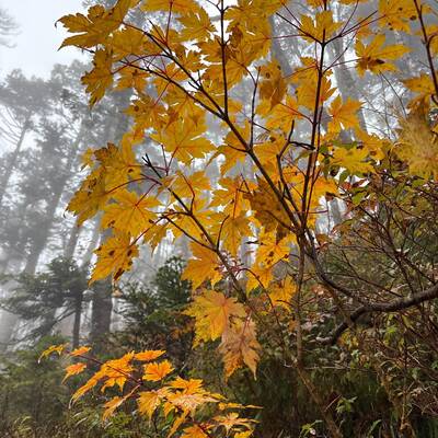 標高が上がるにつれ、紅葉が楽しめる
