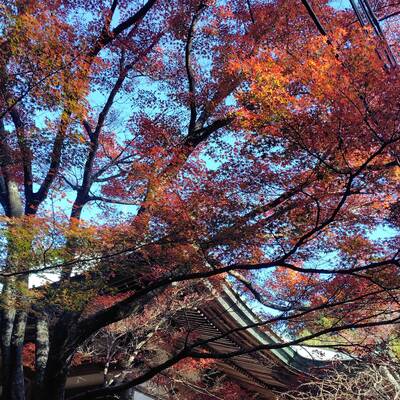 施福寺の紅葉①