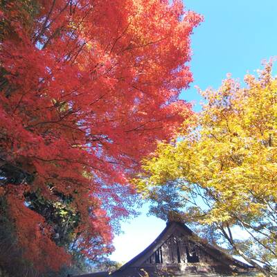 施福寺の紅葉②