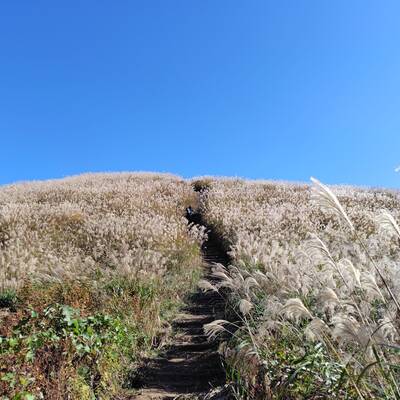 一面のススキ。ちょうど見頃♪