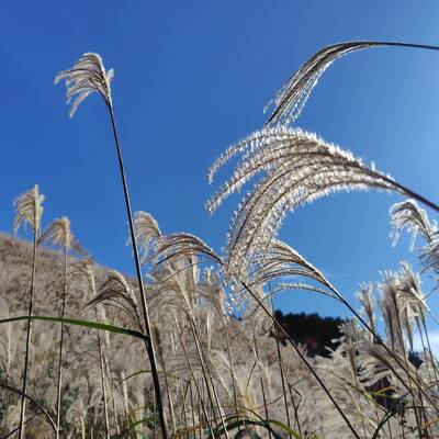 ススキが青空に映える